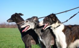 Hunting dogs in open field: two greyhounds and a borzoi